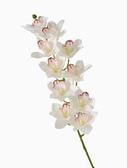 Цветы искусственные «Орхидея амабилис», h=90 см, белые