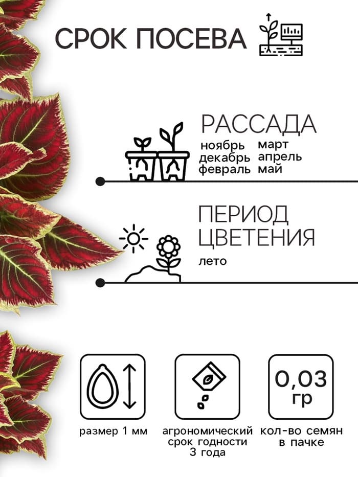 Семена цветов Колеус «Радуга - Фестиваль танца», F1, 10 шт., «Престиж семена»