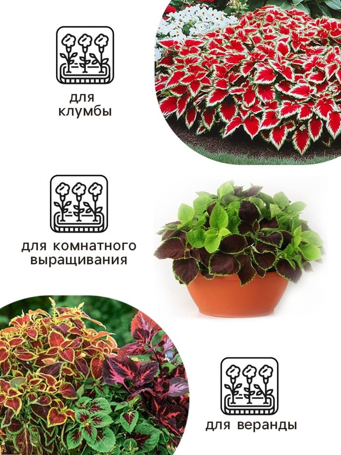 Семена цветов Колеус «Радуга - Фестиваль танца», F1, 10 шт., «Престиж семена»