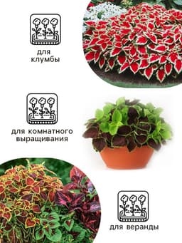 Семена цветов Колеус «Радуга - Фестиваль танца», F1, 10 шт., «Престиж семена»