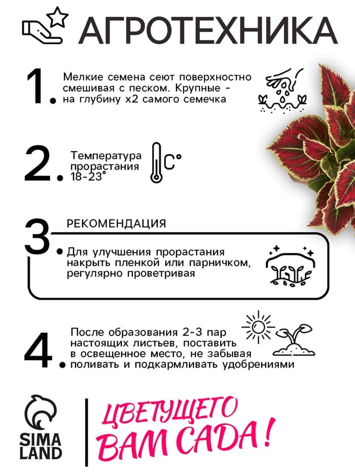 Семена цветов Колеус «Радуга - Фестиваль танца», F1, 10 шт., «Престиж семена»