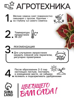 Семена цветов Колеус «Радуга - Фестиваль танца», F1, 10 шт., «Престиж семена»