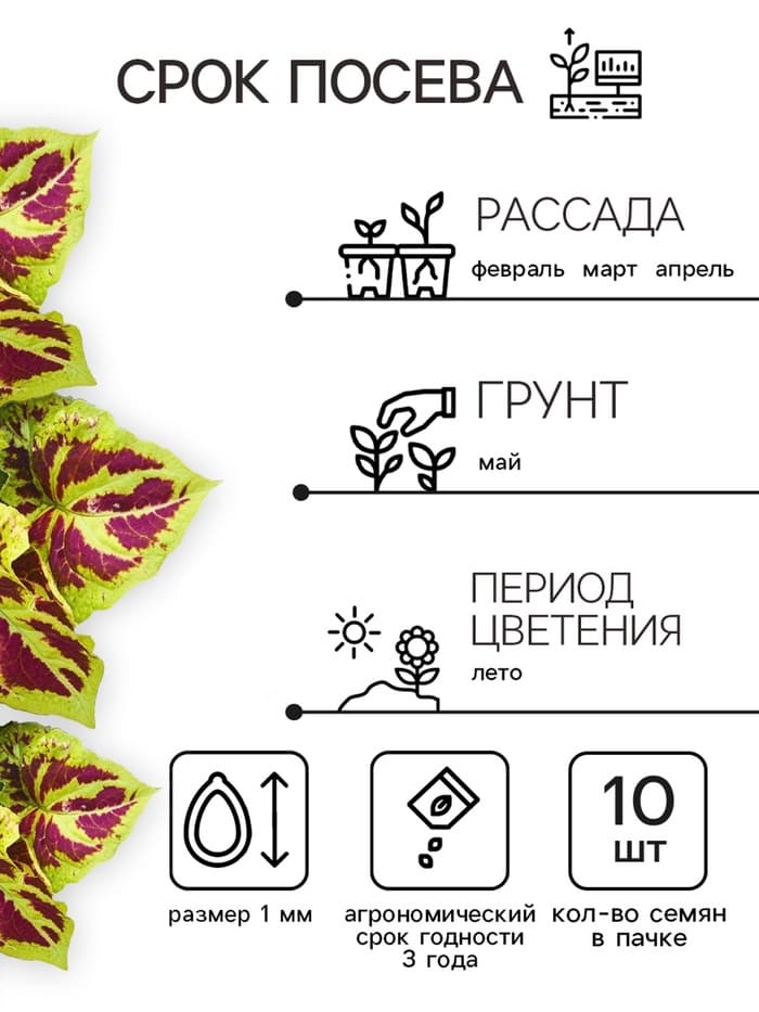 Семена цветов Колеус «Мозаика», F1, «Фейерверк», однолетник, 10 шт.