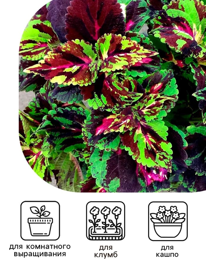 Семена цветов Колеус «Мозаика», F1, «Фейерверк», однолетник, 10 шт.