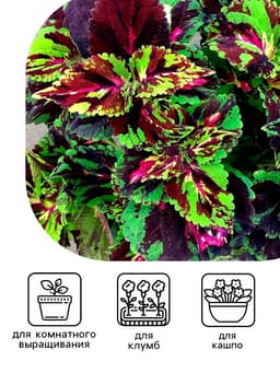 Семена цветов Колеус «Мозаика», F1, «Фейерверк», однолетник, 10 шт.