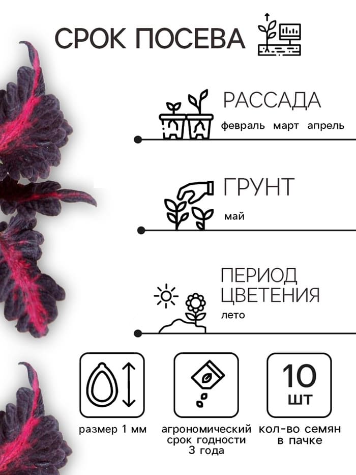 Семена цветов Колеус «Чёрный дракон» F1, 10 шт., однолетник, «Престиж семена»