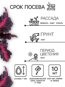 Семена цветов Колеус «Чёрный дракон» F1, 10 шт., однолетник, «Престиж семена»