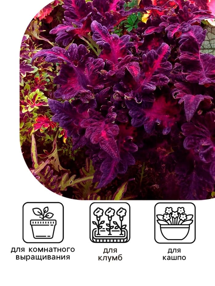 Семена цветов Колеус «Чёрный дракон» F1, 10 шт., однолетник, «Престиж семена»
