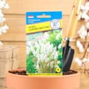 Семена цветов Лагурус «заячий хвостик», однолетник, 10 шт.