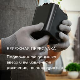 Горшок для рассады, 700 мл, 9×9×10 см, пластик, чёрный, Greengo