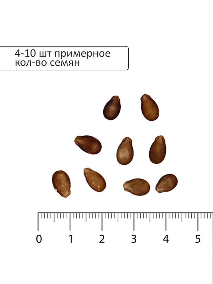 Семена Арбуз «Ультраранний», 0.5 г, «Семена Алтая»