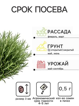 Семена Розмарин «Ароматный», 0.03 г, «Семена Алтая»