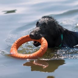 Кольцо «ДогЛайк» d=2611, 8-мигранное, большое, d=30.5 см, оранжевое