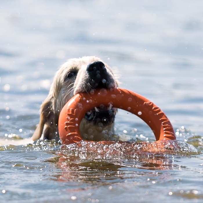 Кольцо «ДогЛайк» d=2611, 8-мигранное, большое, d=30.5 см, оранжевое