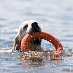 Кольцо «ДогЛайк» d=2611, 8-мигранное, большое, d=30.5 см, оранжевое