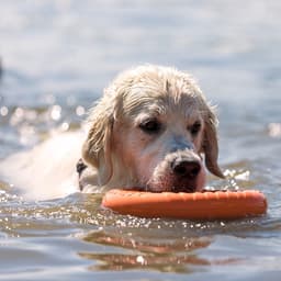 Кольцо «ДогЛайк» d=2611, 8-мигранное, большое, d=30.5 см, оранжевое