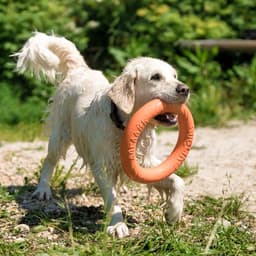 Кольцо «ДогЛайк» d=2611, 8-мигранное, большое, d=30.5 см, оранжевое