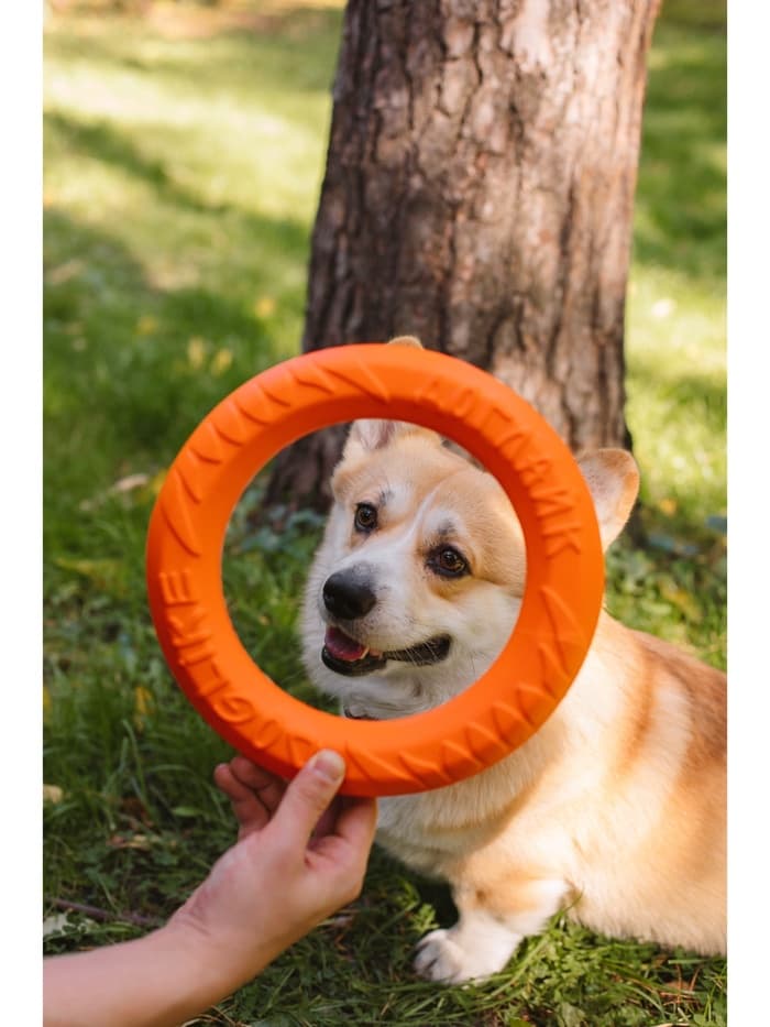 Кольцо «ДогЛайк» D-2612, 8-мигранное, среднее ⌀ 28.5 см