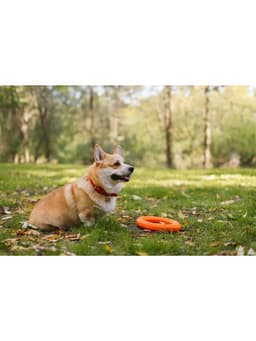 Кольцо «ДогЛайк» D-2612, 8-мигранное, среднее ⌀ 28.5 см