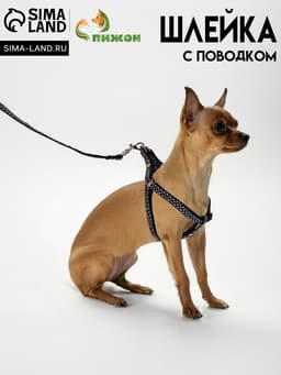 Комплект амуниции «Горошек», ширина 1 см, шлейка 27-42 см, поводок 120 см, чёрный