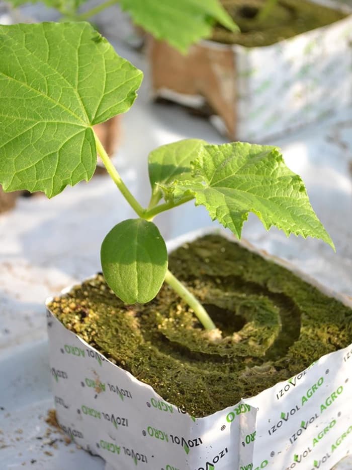 Субстрат минераловатный «Эковер», в кубе, для рассады и гидропоники, отверстие 20×15 мм, 10×10×6.5 см