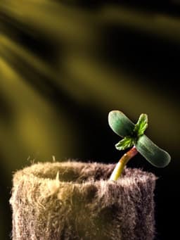 Пробка минераловатная, для рассады, d=22 мм, h=28 мм, «Эковер»