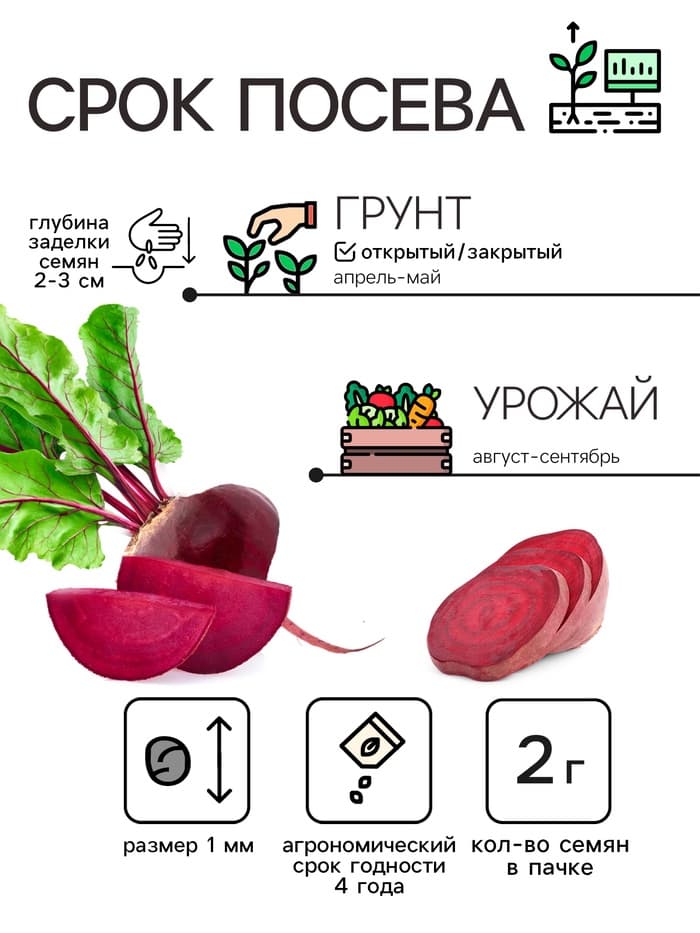 Семена Свекла «Цилиндра», 2 г, «Гавриш»