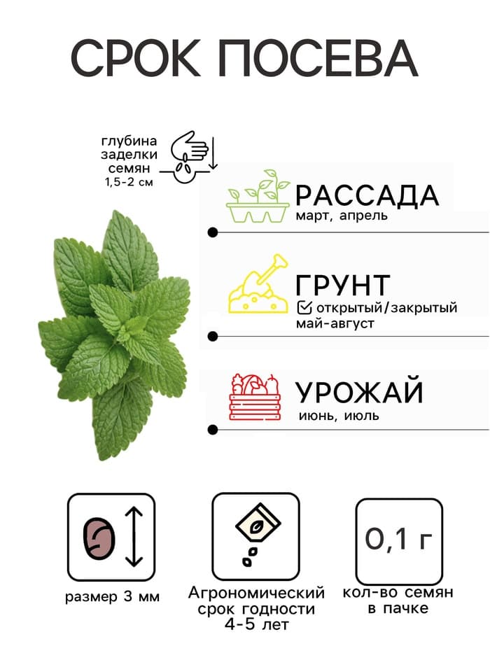 Семена Мелисса лекарственная «Лимонный аромат», 0.1 г, «Удачные семена»