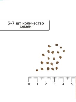 Семена Томат «Жёлтая Ракета» раннеспелый, индетерминантный, высокорослый, 0.05 г, «Семена Алтая»
