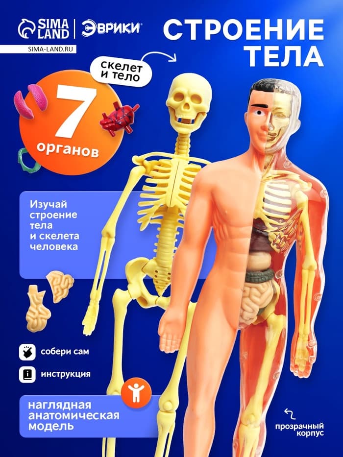 Набор для опытов «Строение тела», анатомия человека