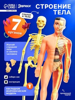 Набор для опытов «Строение тела», анатомия человека