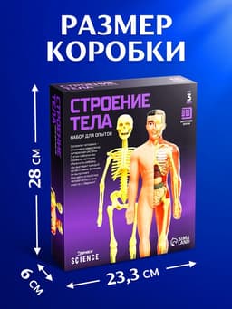 Набор для опытов «Строение тела», анатомия человека