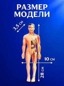 Набор для опытов «Строение тела», анатомия человека