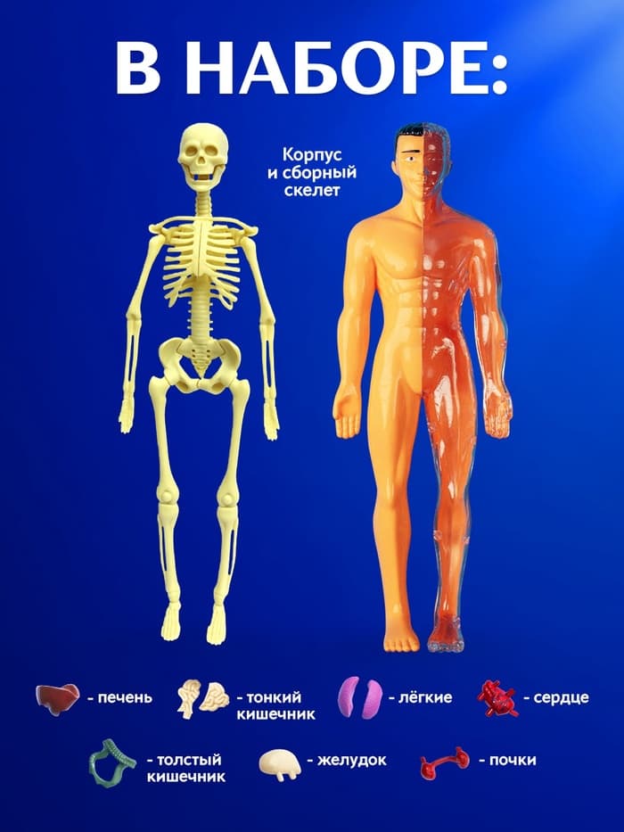 Набор для опытов «Строение тела», анатомия человека