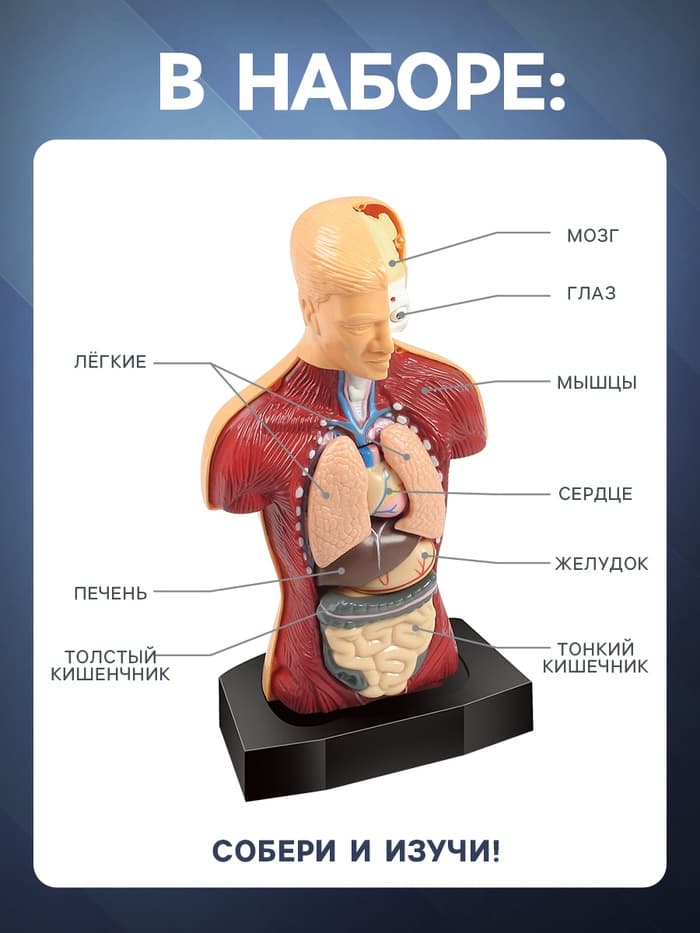Научный опыт «Строение тела»