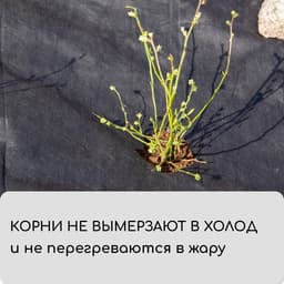 Материал мульчирующий, 5×1.6 м, плотность 60 г/м², спанбонд с УФ-стабилизатором, чёрный, Greengo, Эконом 30%