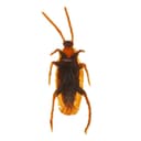 Прикол «Таракан», набор 12 шт.