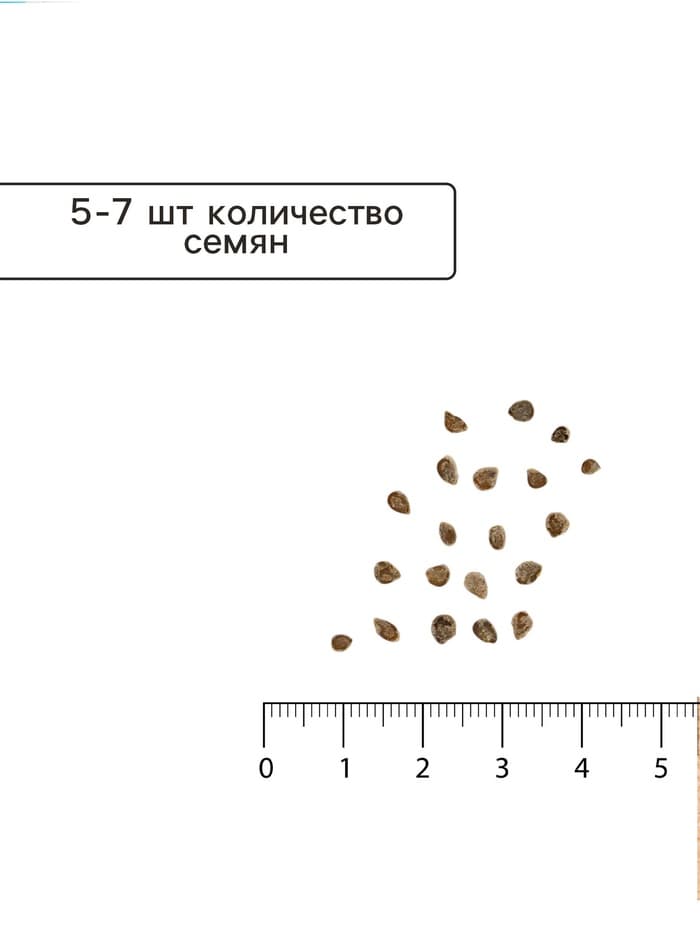 Семена Томат «Ваше Величество», среднеспелый, индетерминантный, высокорослый, 0.05 г, «Семена Алтая»