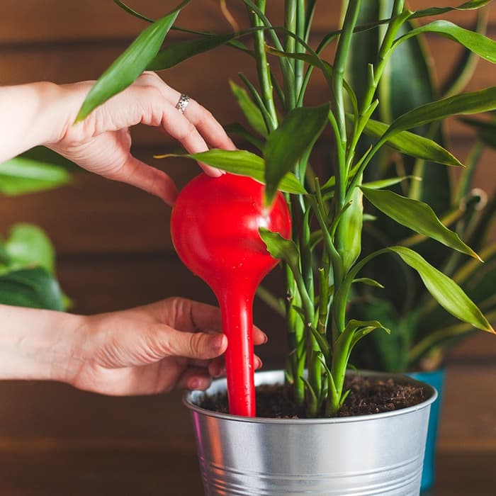 Автополив для комнатных цветов, 380 мл, h=16 см, пластик, МИКС