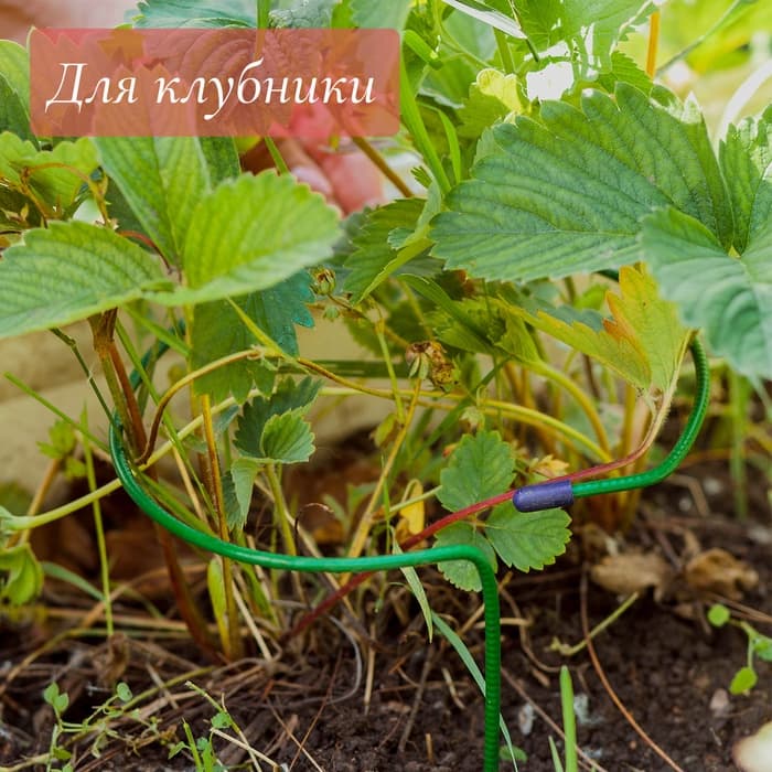 Подставка для клубники, металлическая, d=15 см, h=25 см, ножка d=0.3 см, зелёная, Greengo