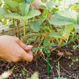 Подставка для клубники, металлическая, d=15 см, h=25 см, ножка d=0.3 см, зелёная, Greengo