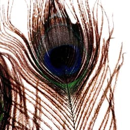 Набор перьев павлина для декора 2 шт.