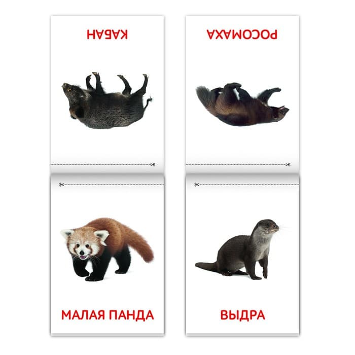 Книги «Карточки Домана. Животные материков», набор 6 шт. по 20 стр.