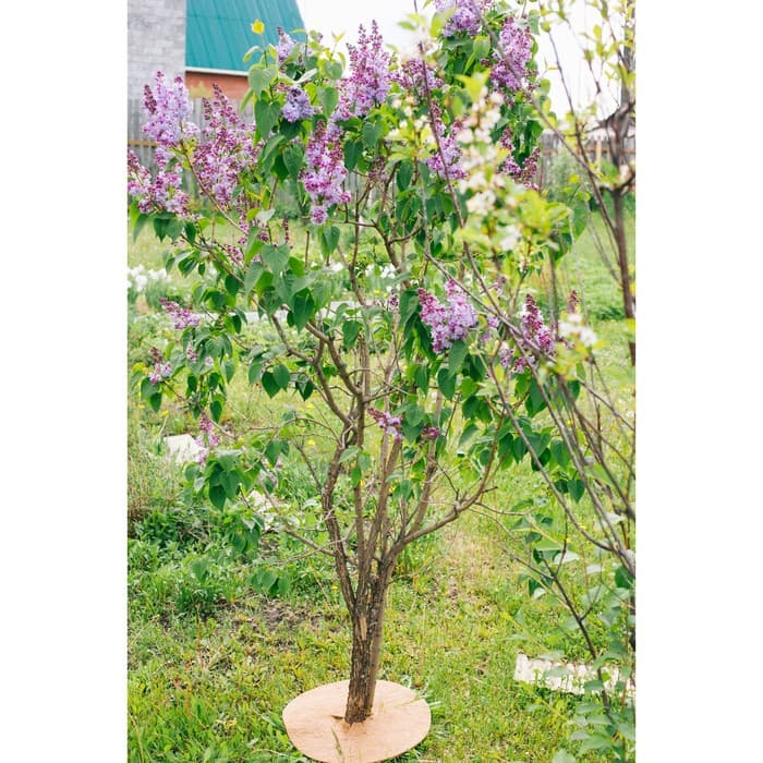 Круг приствольный, d=0.4 м, из кокосового полотна, набор 5 шт., «Мульчаграм»