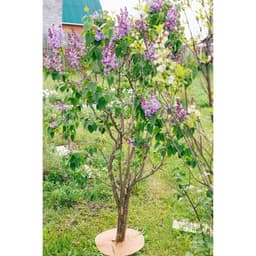 Круг приствольный, d=0.4 м, из кокосового полотна, набор 5 шт., «Мульчаграм»