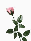 Цветы искусственные «Роза», h=63 см, d=5 см, розовые