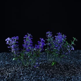 Набор растений для аквариума и террариума - 2 шт., 10 см