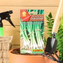 Семена Лук на зелень «Лучок на пучок», 0.5 г, «Аэлита»