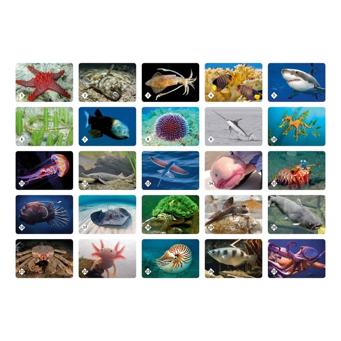 Настольная игра «Мемо. Подводный мир»