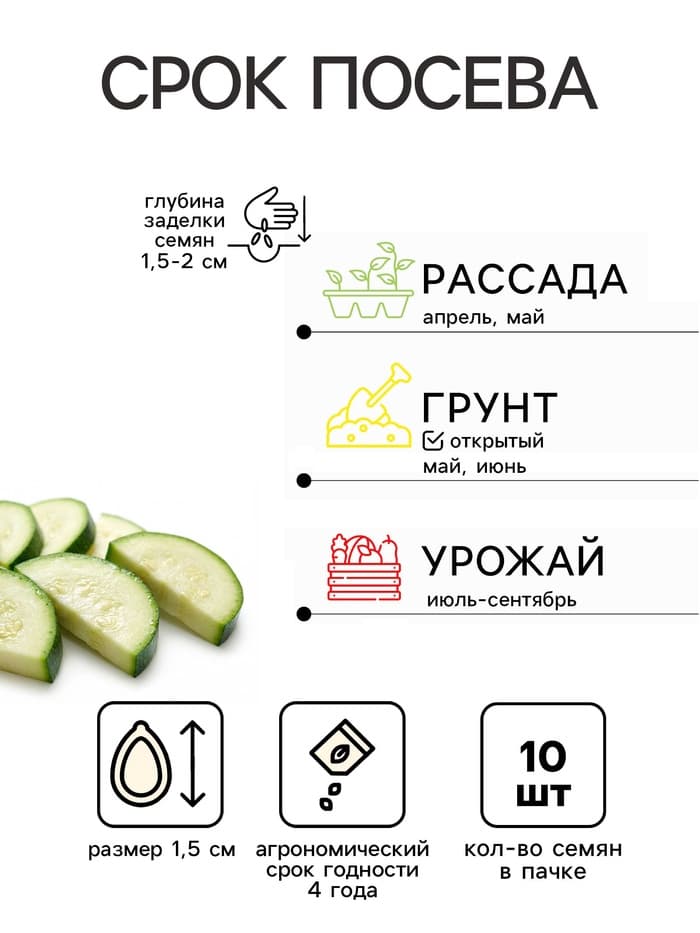 Семена Кабачок «Заячье ушко», 10 шт., «Дом семян»
